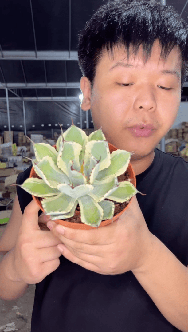 【闪购商品】明斑吉祥冠