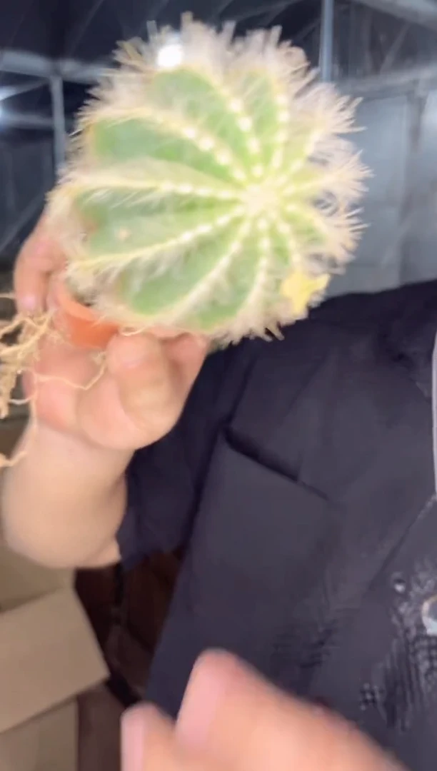 【闪购商品】5颗 单头银冠
