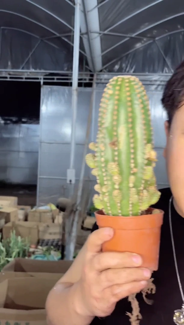 【闪购商品】大单头黑金刚