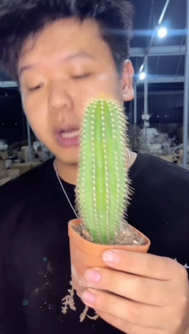 【闪购商品】高12-15cm 大凤龙