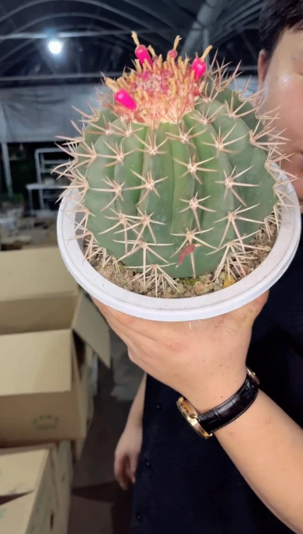 【闪购商品】大层云【带云顶】