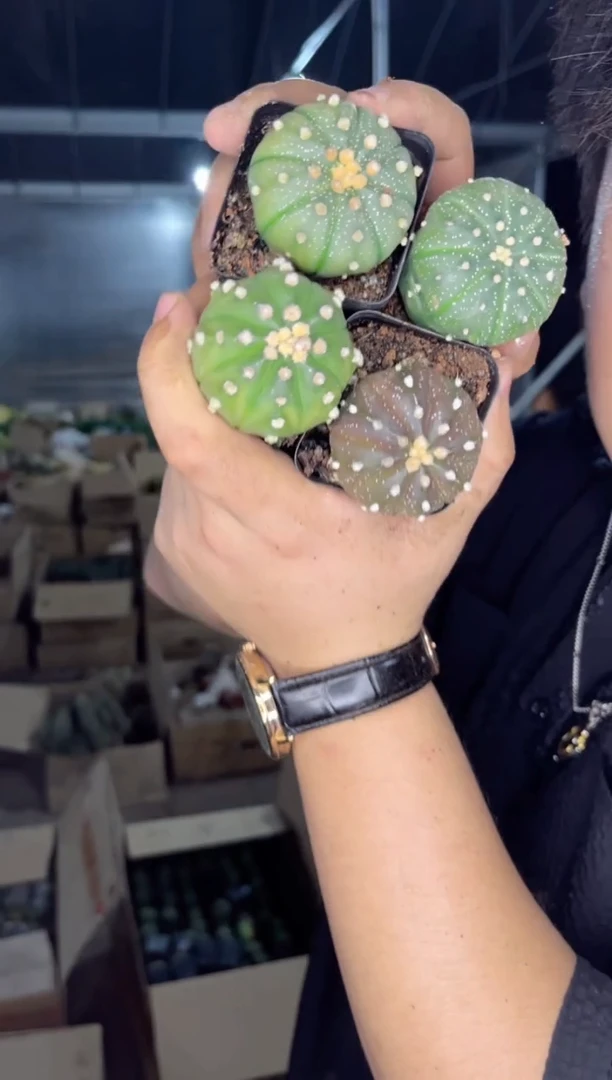 【闪购商品】5颗 3-5cm 星兜