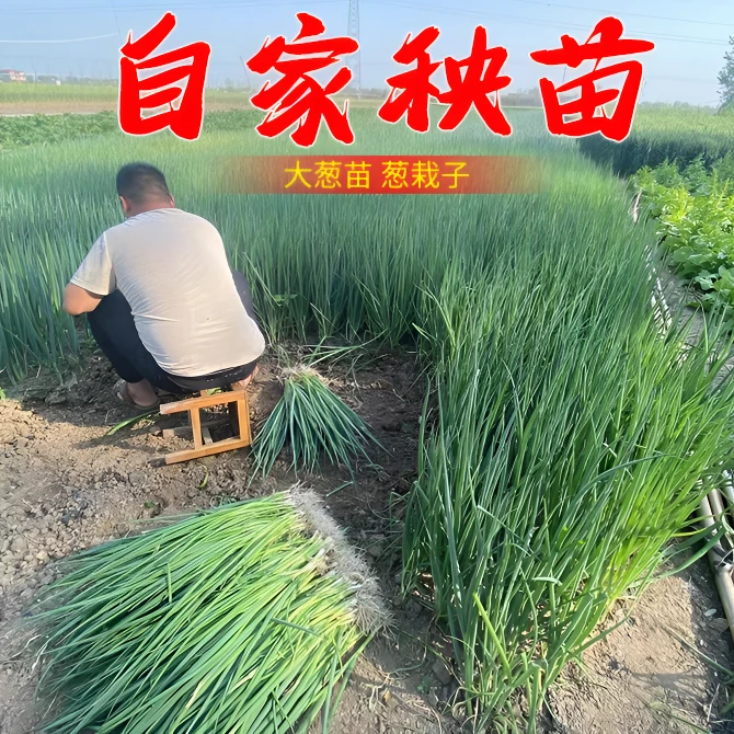 河南粗细葱苗葱栽子现挖现发2/5斤包邮新鲜发货农家菜