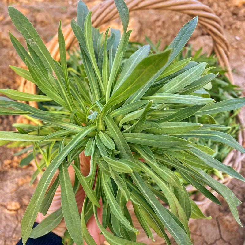 河南新鲜面条菜羊蹄棵柳叶菜时令蔬菜蒸煮凉拌健康美味