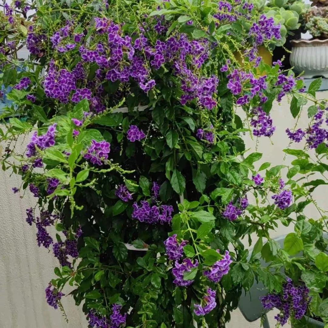 (童锐精选）基地直发一物一拍     原盆原土