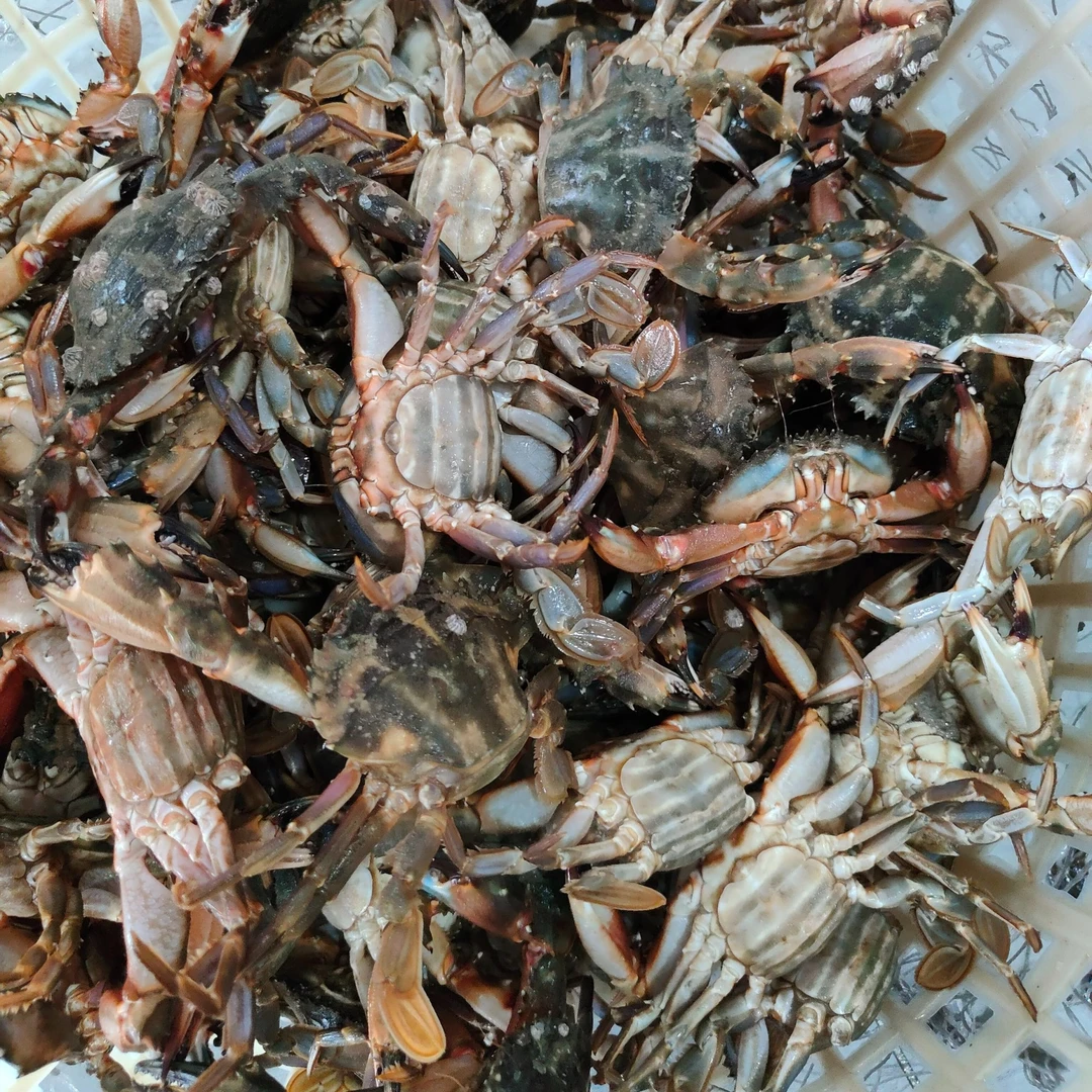 特大公母混花盖蟹【保鲜不保活】2/3斤 单只1.5两往上3斤18个以内