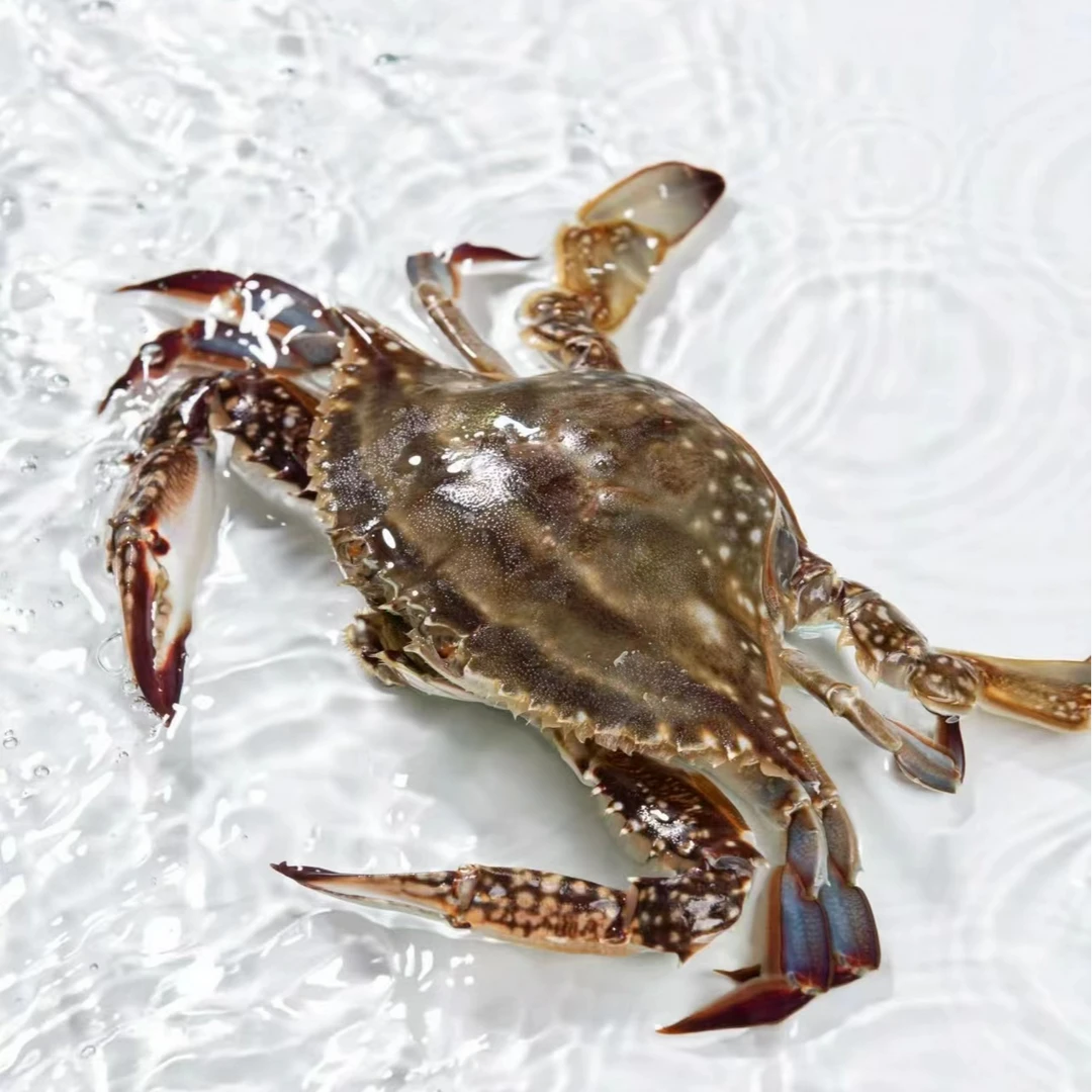 【保鲜不保活】东港三点红母蟹2/3斤单只3两左右1斤3-4个9成肥