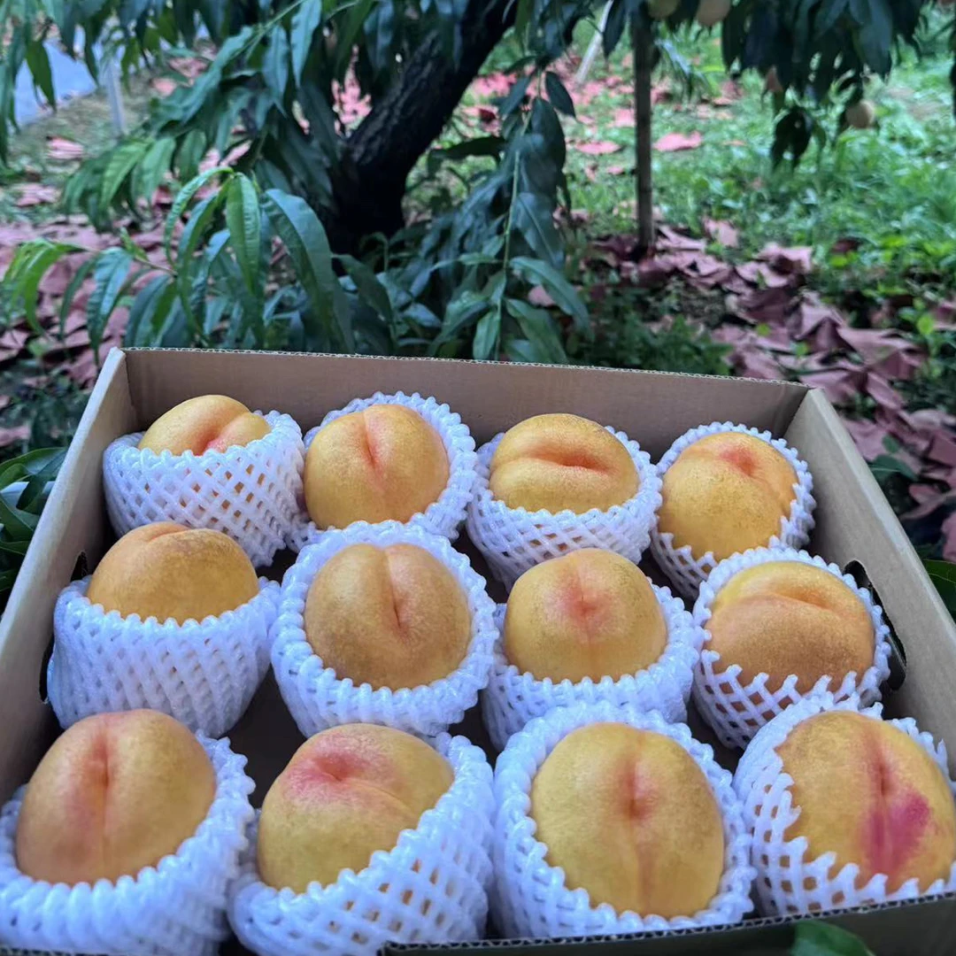 北京平谷望春黄油桃