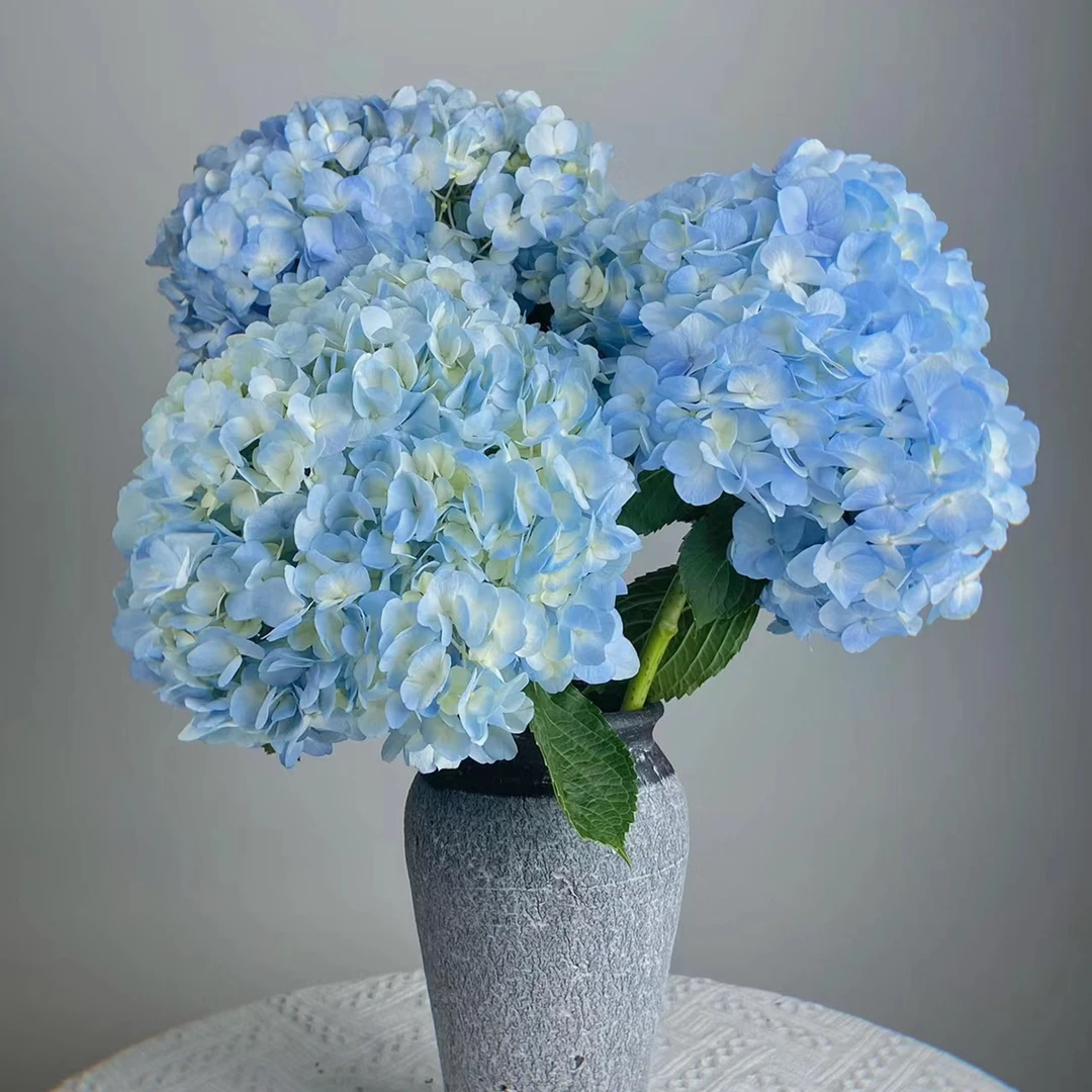 绣球蓝色鲜花配草全场鲜花加入购物车两单包邮云基地鲜花直发