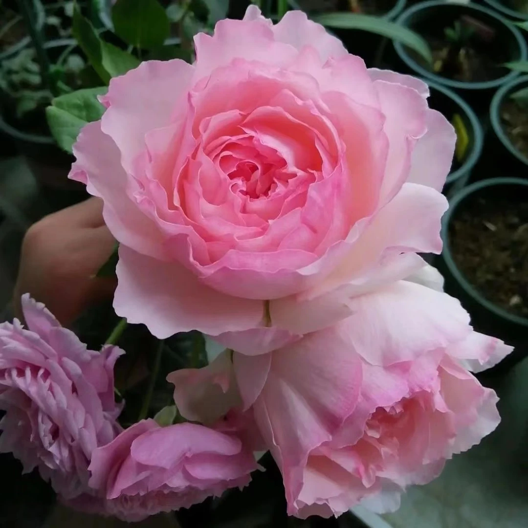 推荐新品日月 《佩尔朱克》月季花苗 切花玫瑰花苗大花水果香枝细