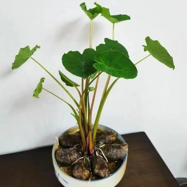 野生紫水芋沼泽过滤水生紫梗芋水培鱼池天然净化水绿梗水芋绿植物