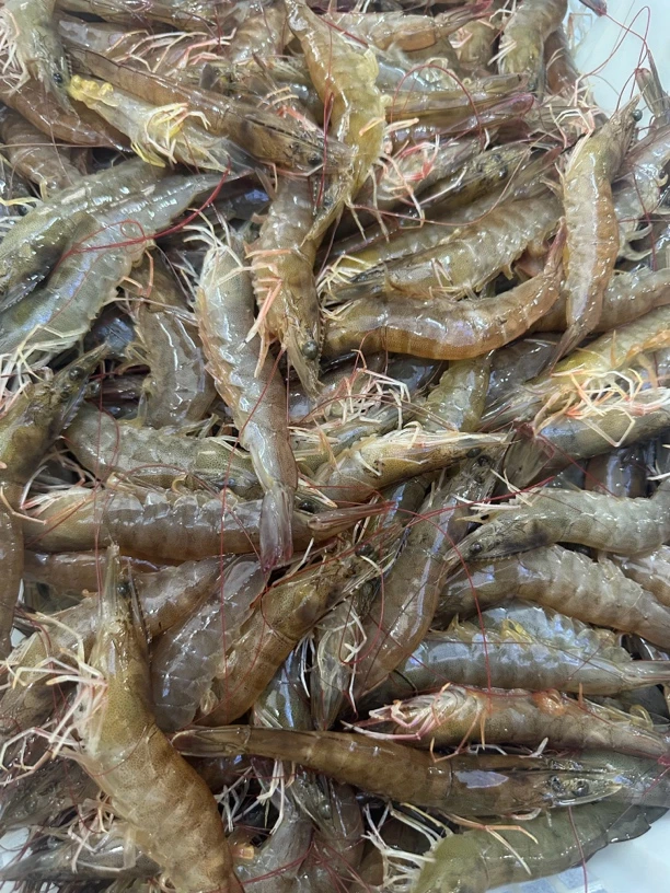 鲜活基围虾/斤