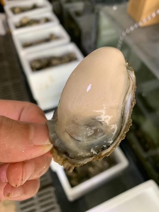福建一口蚝/1个