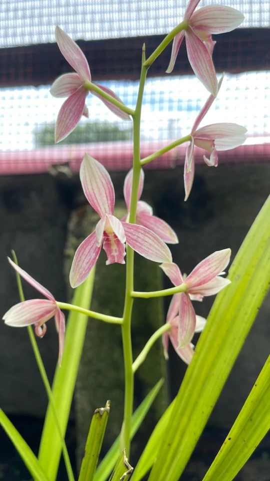 秋榜兰花,花卉绿植,盆栽盆景。