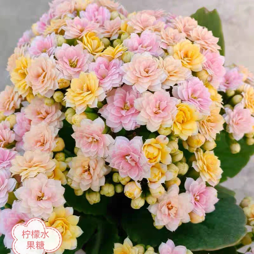 水果糖  重瓣带花苞 120口径盆