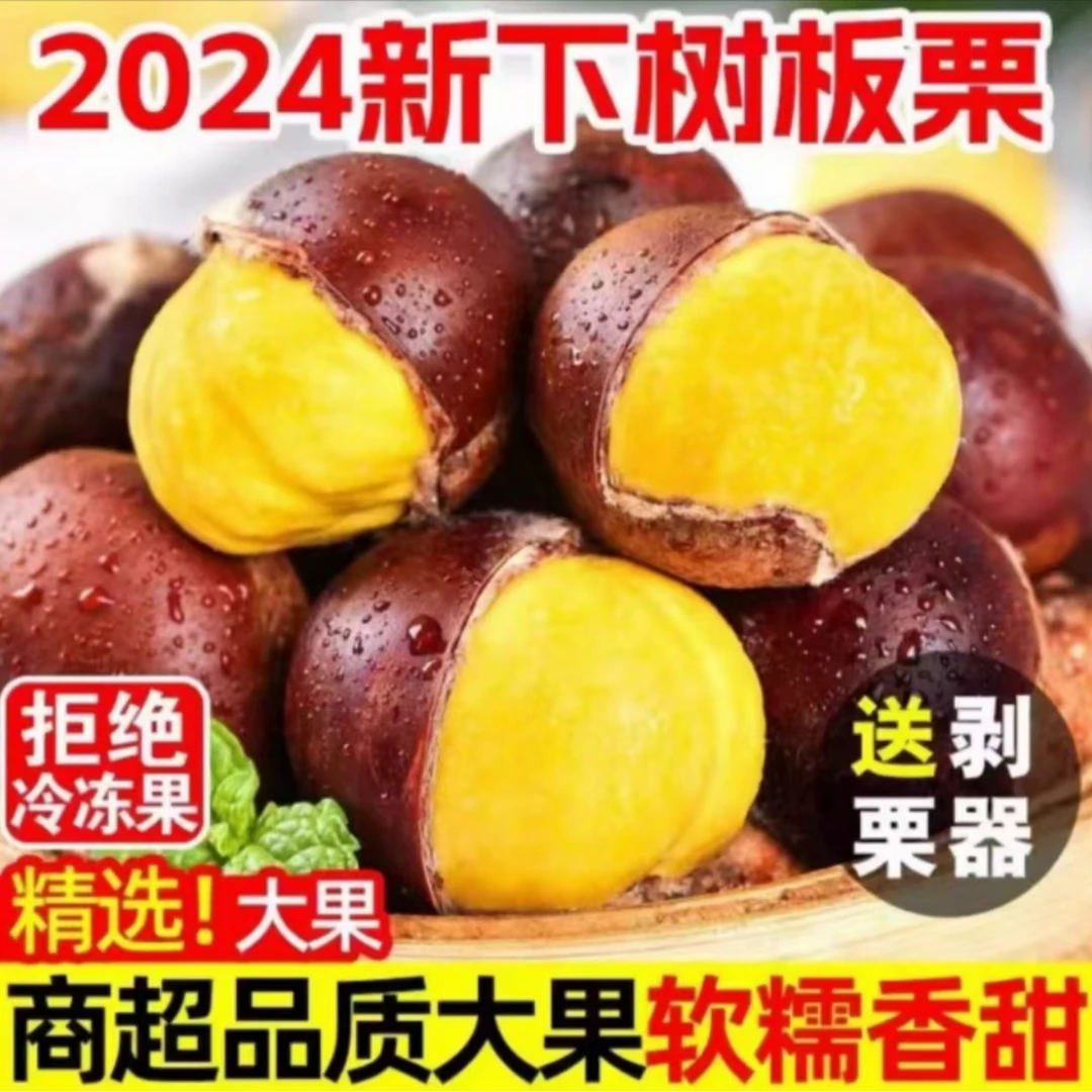 2024辽宁丹东新鲜大板栗现摘产地直发高山老树板栗