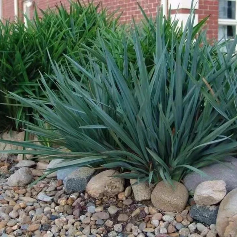 蓝叶山菅兰乌托邦盆栽常绿花园植物耐热耐旱