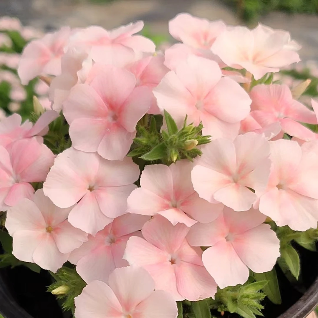 【运河家】福禄考福禄考花盆栽花卉情书鲑鱼粉羞红新娘星星糖等盆苗