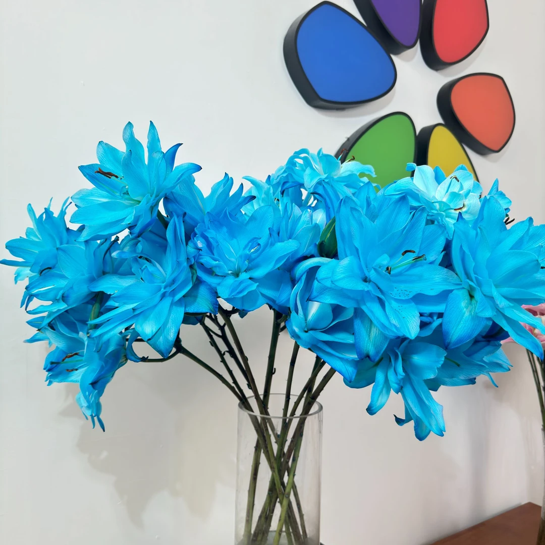 【蓝调】重瓣百合 一单包邮顺丰/京东冷链/EMS空运