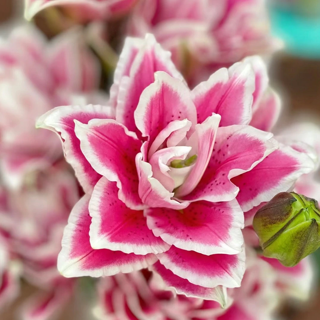 【火星之恋】重瓣百合-一单包邮顺丰/京东冷链/EMS空运