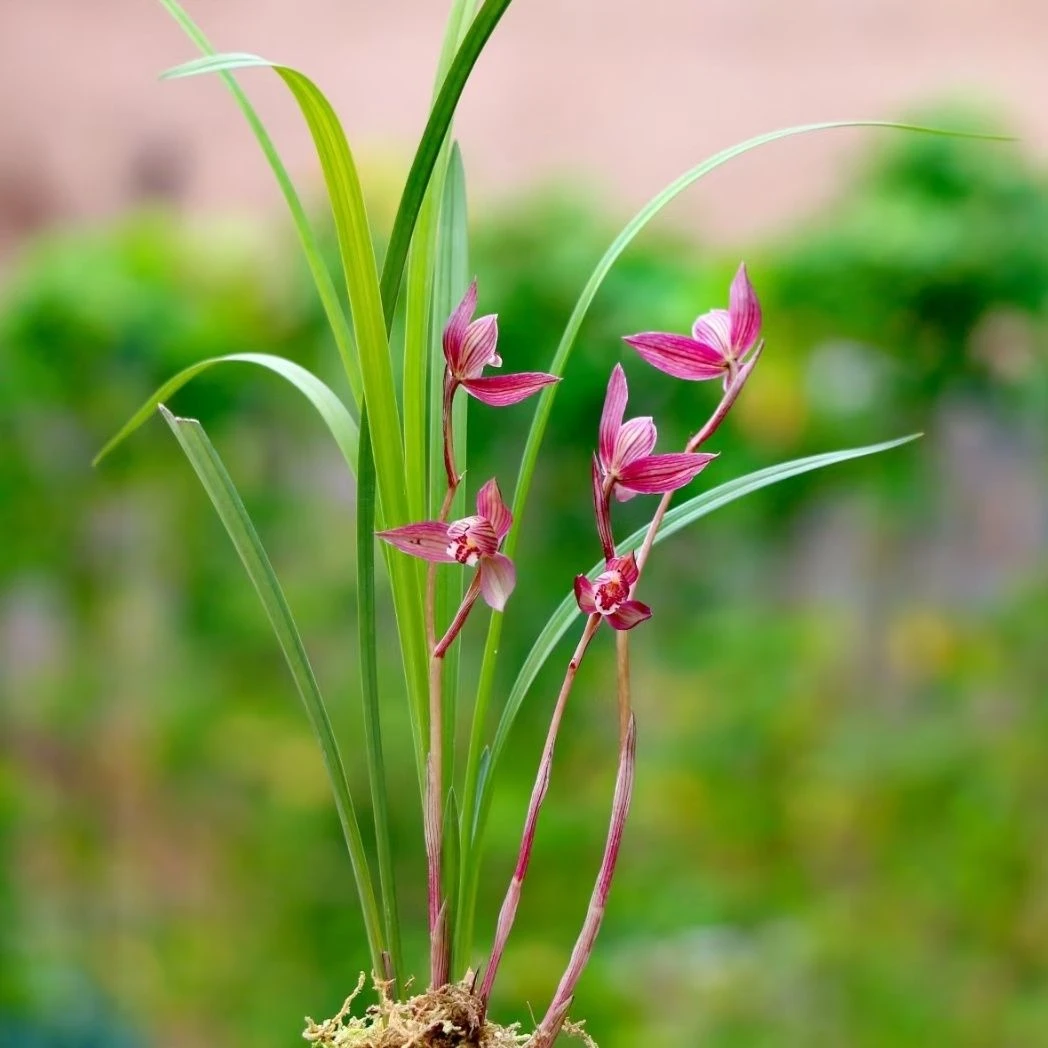 名贵易养都江兰花春剑玫瑰红室内阳台盆栽绿植花卉