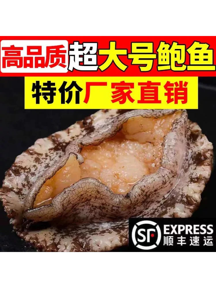 （活冻发货）深海鲍鱼福建鲍鱼10-12头鲍鱼 顺丰冷链包邮高品质