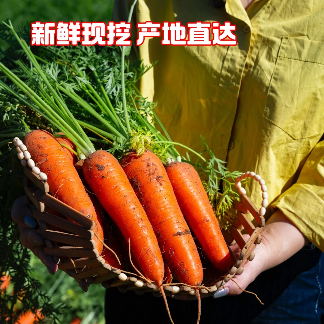 【现挖现发】内蒙高原1500米沙土地种植老品种胡萝卜5斤装坏果包赔