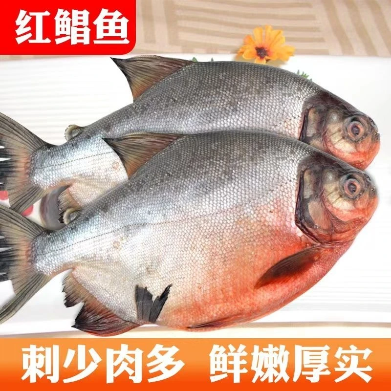山东发货深海大号红鲳鱼3斤，4斤