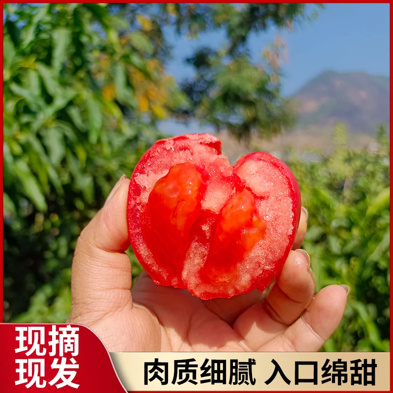 四川攀枝花米易新鲜沙瓤西红柿酸甜可口现摘现发爆汁可生吃3/5斤