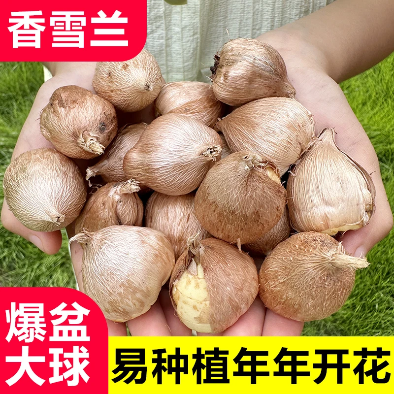 香雪兰种球小苍兰麦兰四季浓香型花卉盆栽好养活鲜花植物种子