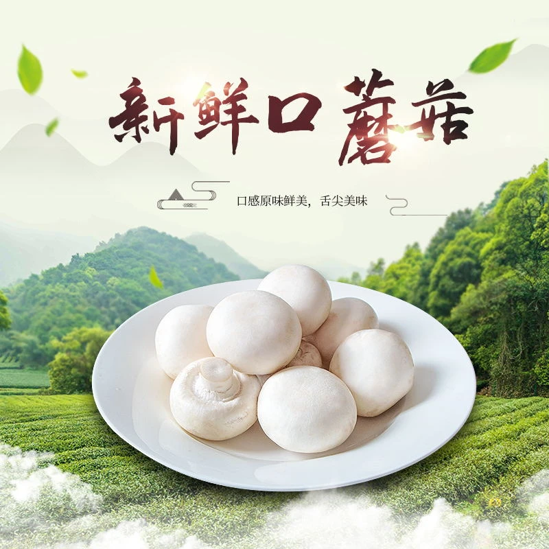 【三江锅甄选】口蘑新鲜白蘑菇双孢菇火锅食材基地直发冷链泡沫箱