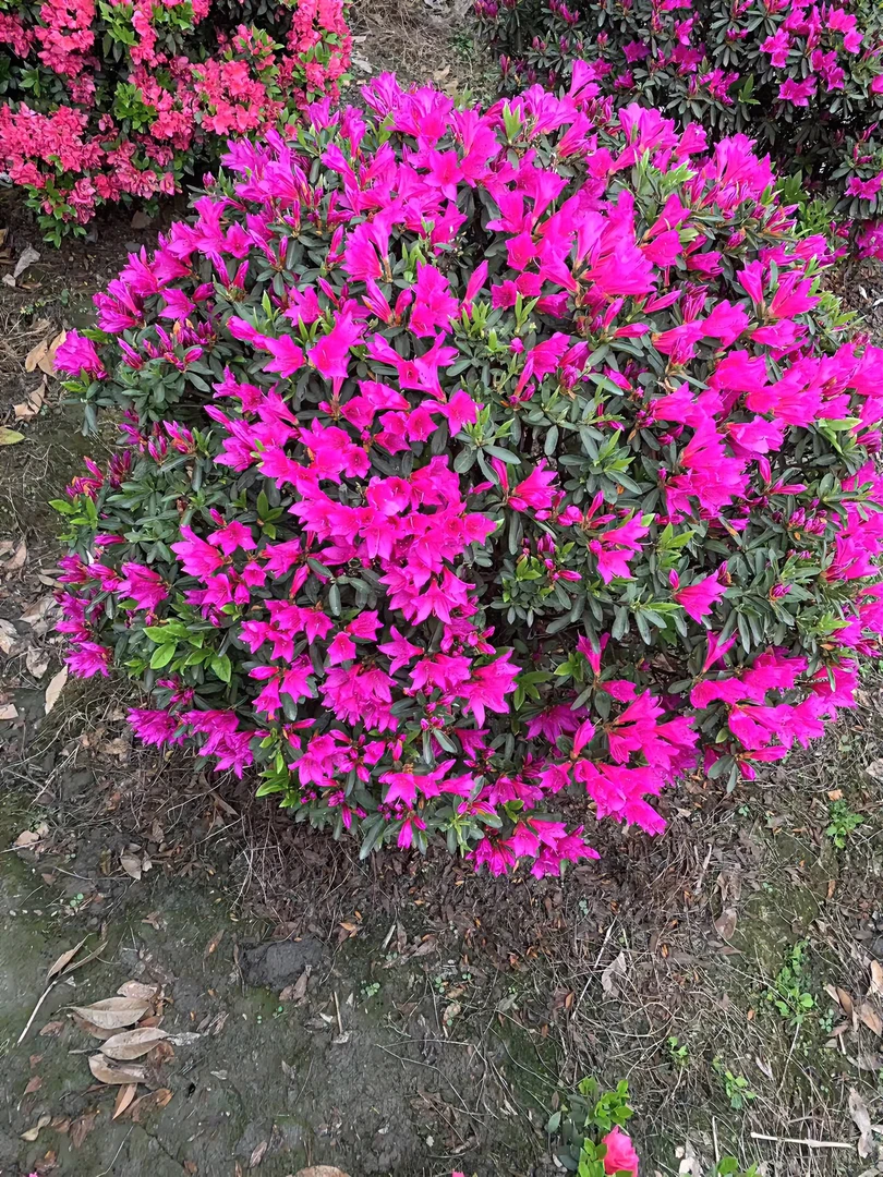 杜鹃花，小桃红，毛鹃