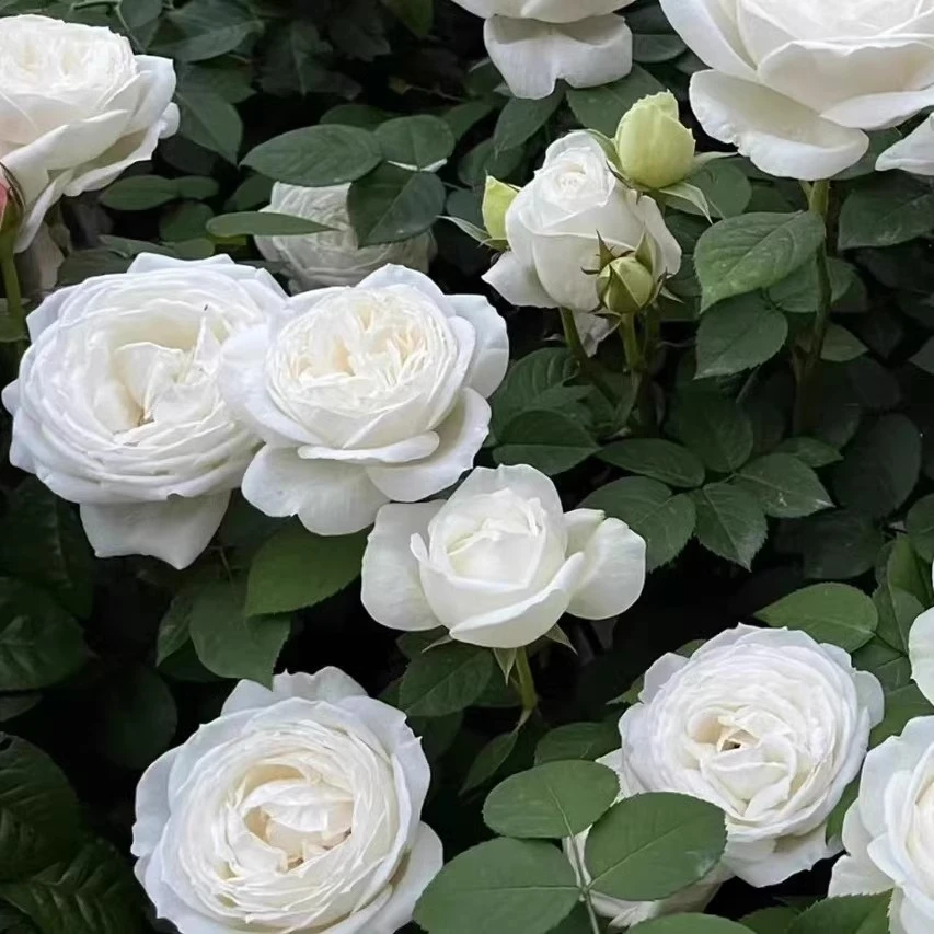 婚礼之路月季根接苗1.5加仑，光杆苗