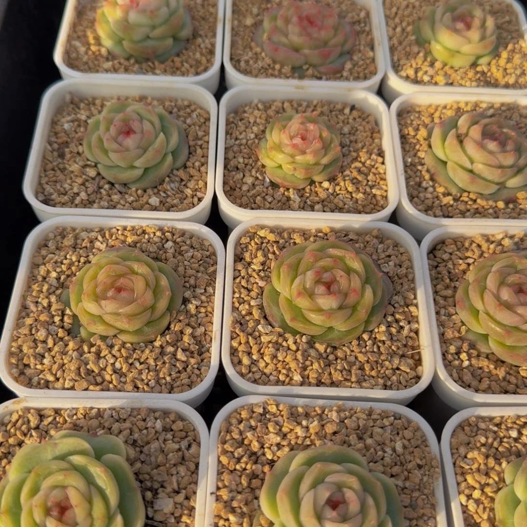 135-抢疯了的新品。白底