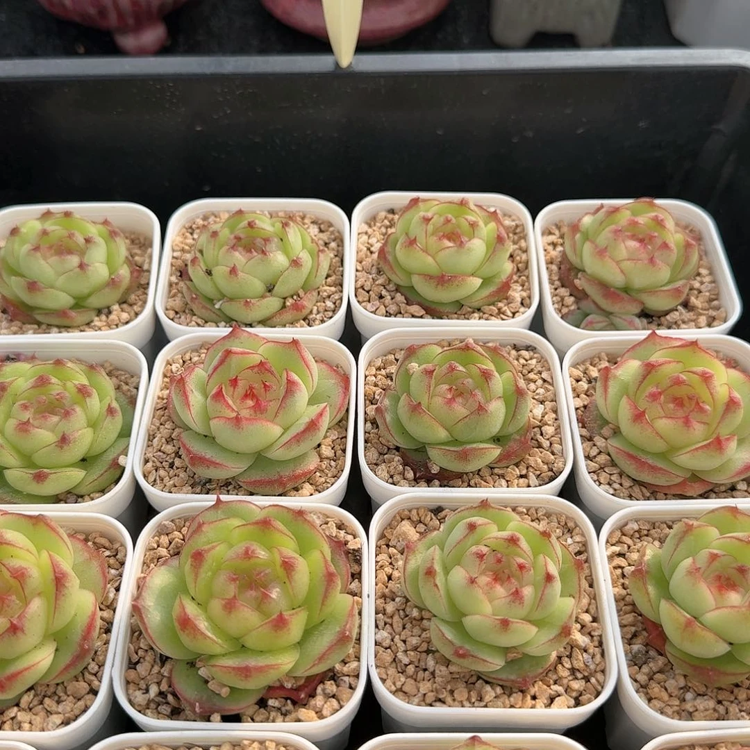 114-像荧光绿透透的珍妮