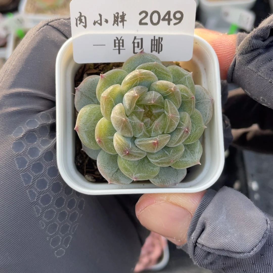 2049-白色恋人，脱土发货