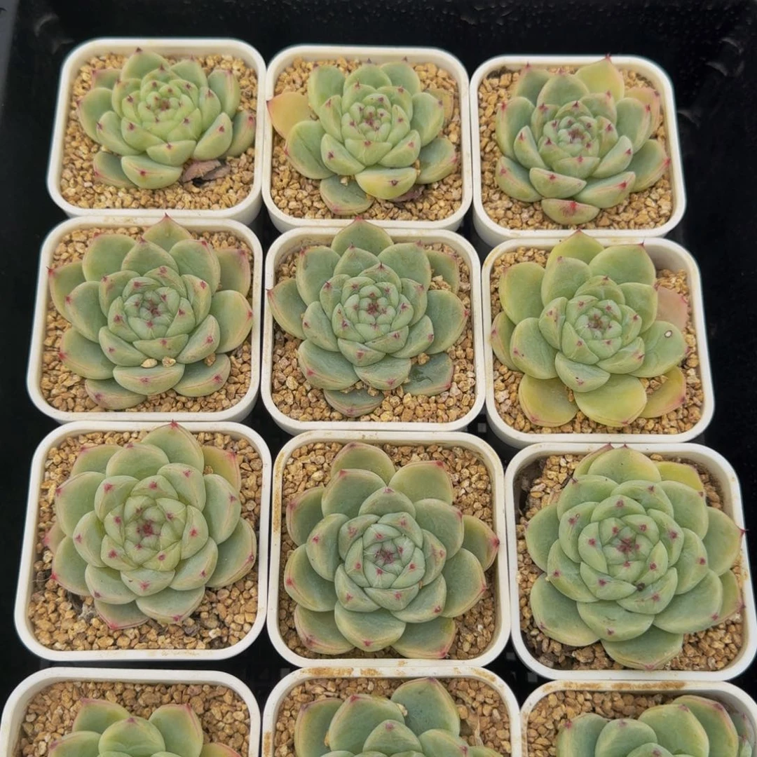 137-只此青绿，像玉石一样晶莹剔透