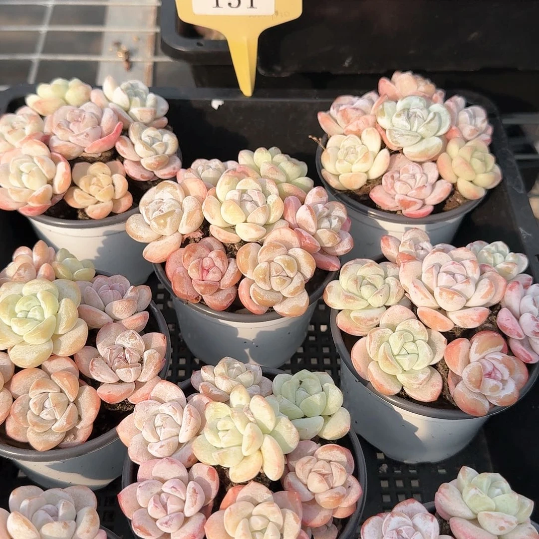 151-果汁软糖7颗。超可爱。