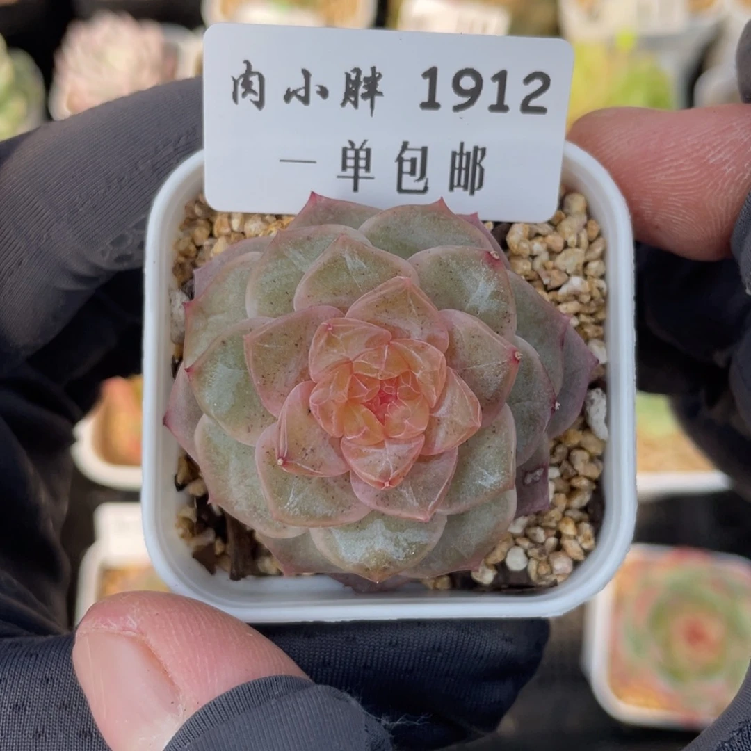 1912-小花絮，脱土发货