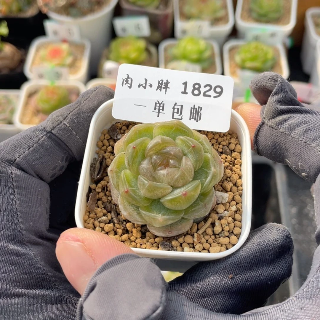 1829-白色恋人，脱土发货