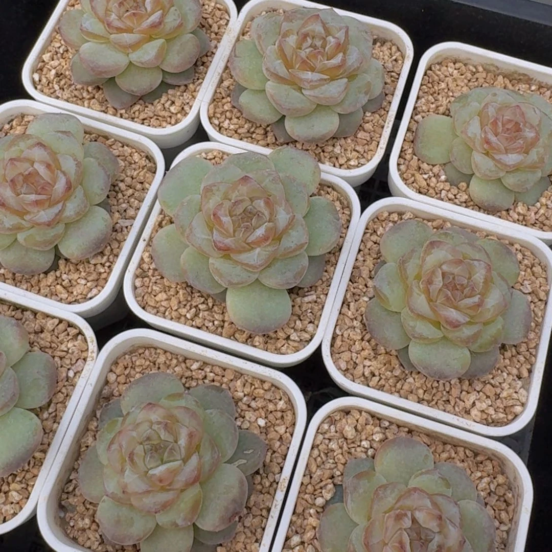 102-糖霜质感糖心满满