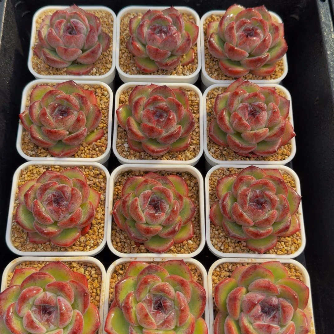 129-紫色巧克力碎，很可爱