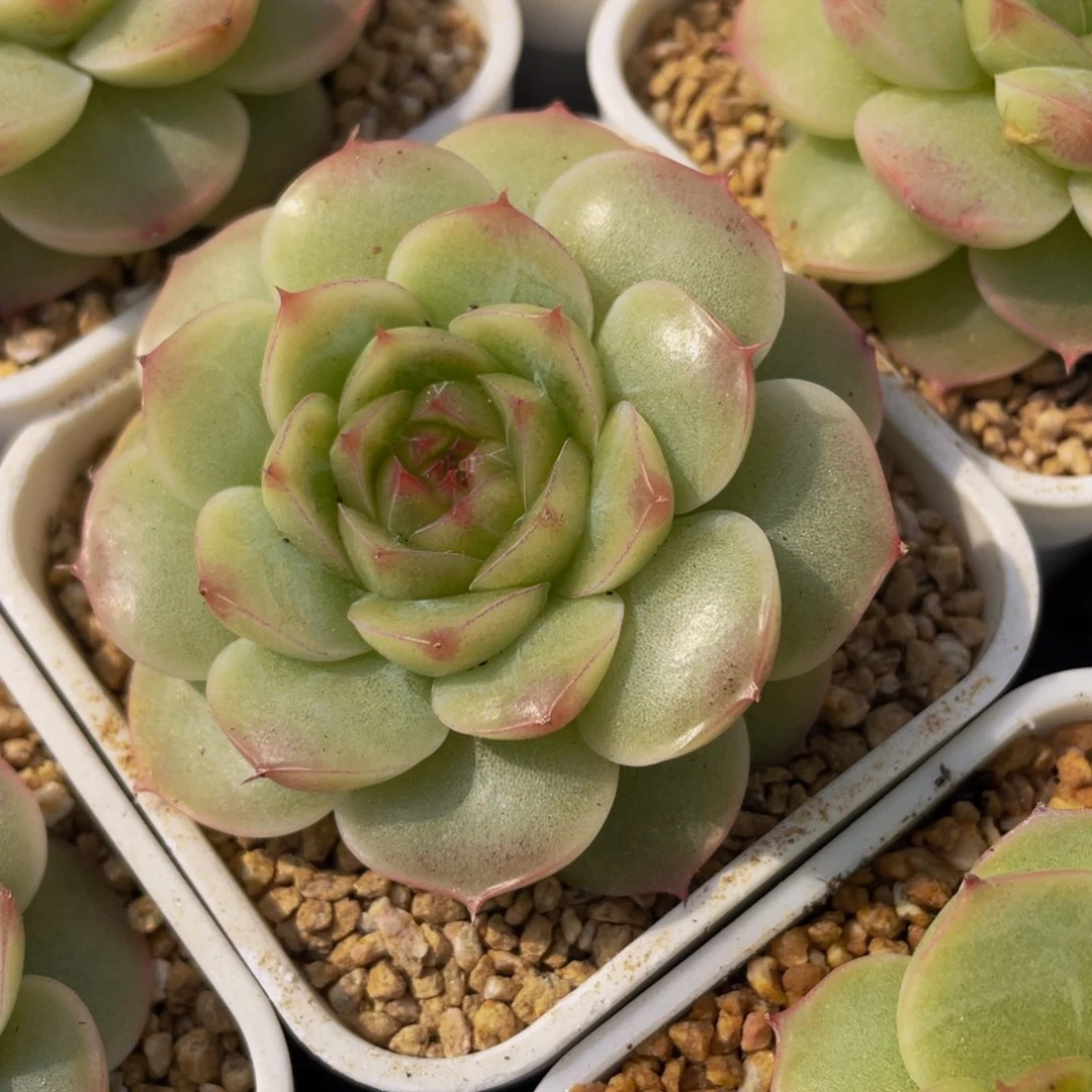 140-翠湖雪花叶片珍妮糖心