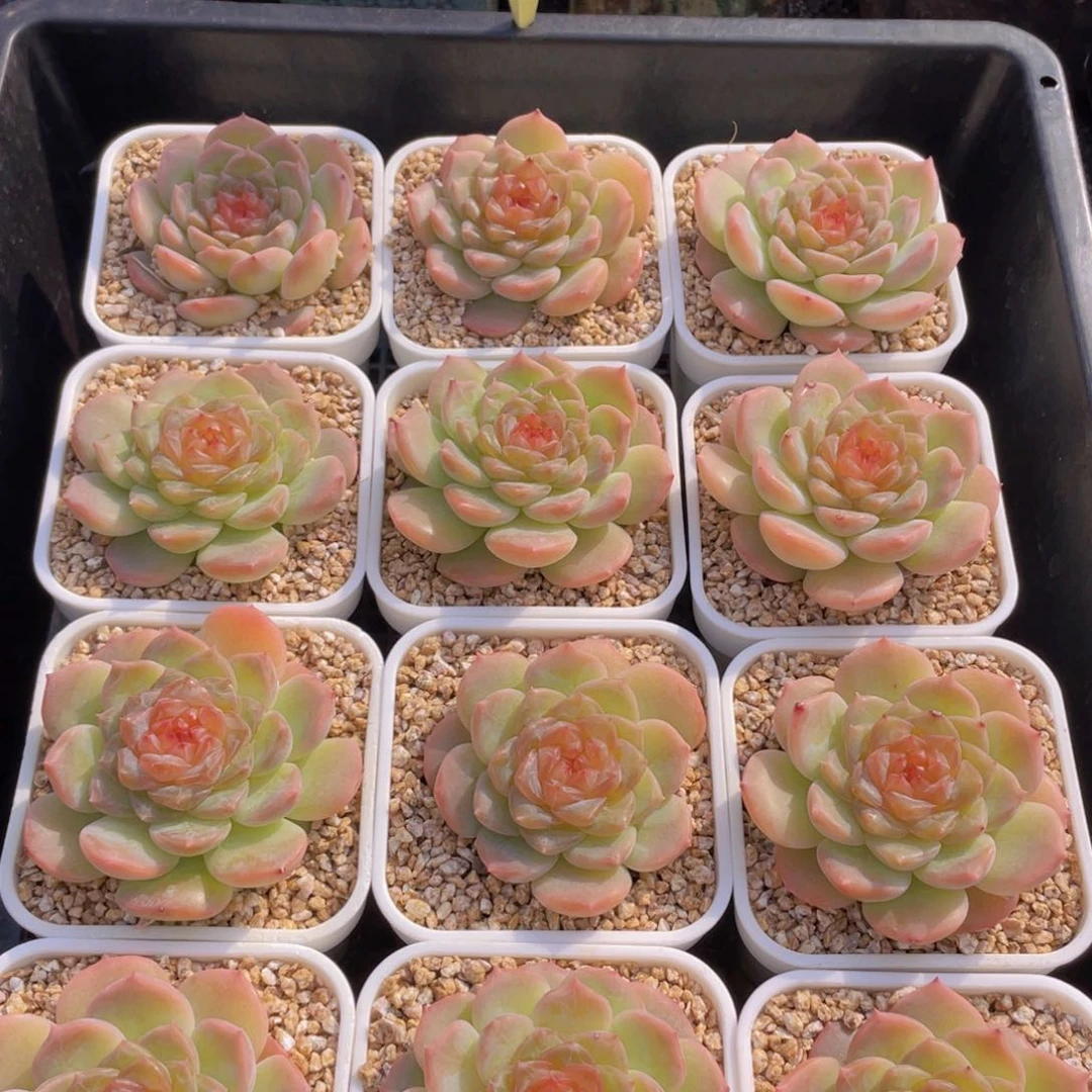 124-橘子汽水新品糖心冲！