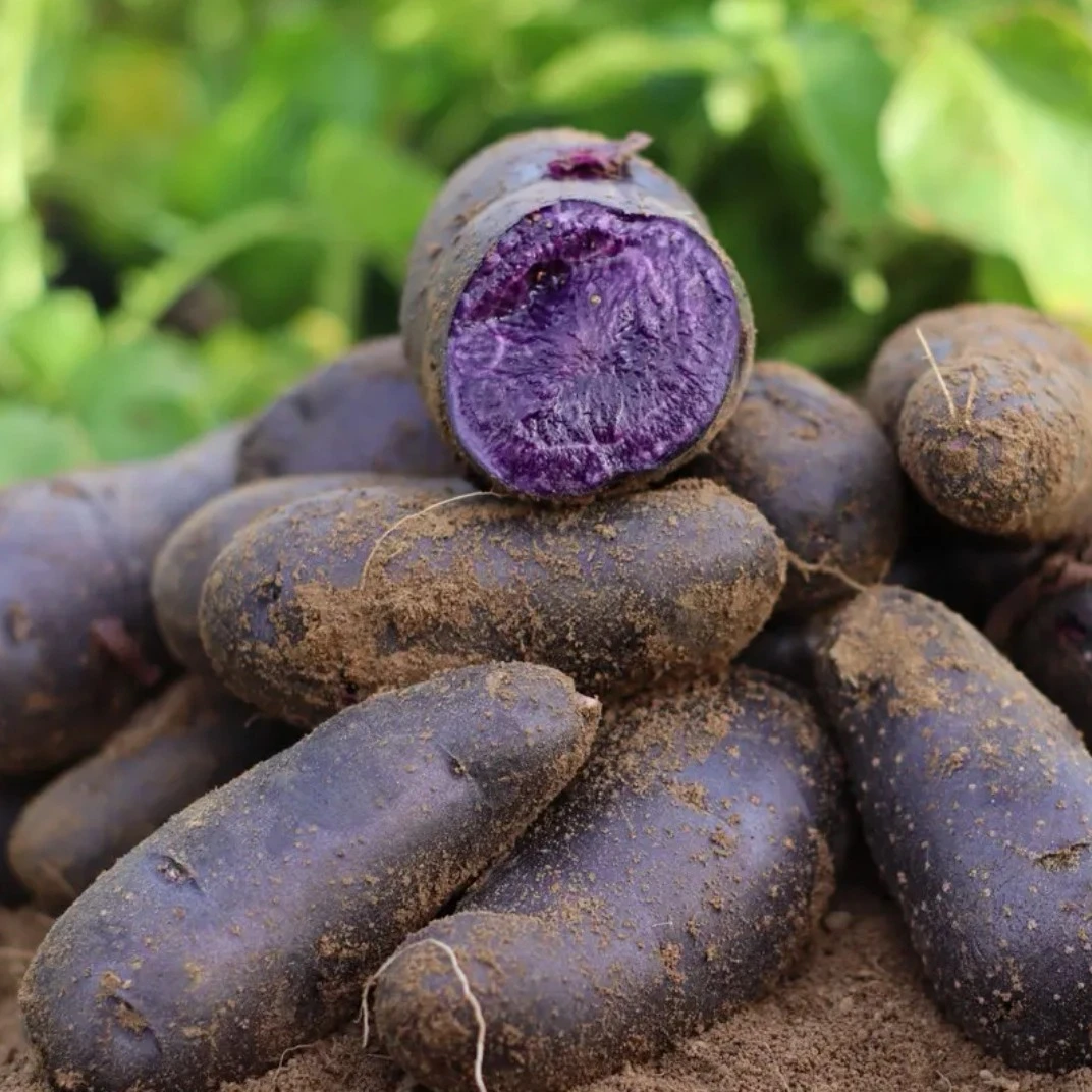 甘肃定西黑土豆黑美人土豆黑金刚土豆2两以下小土豆大土豆5斤包邮