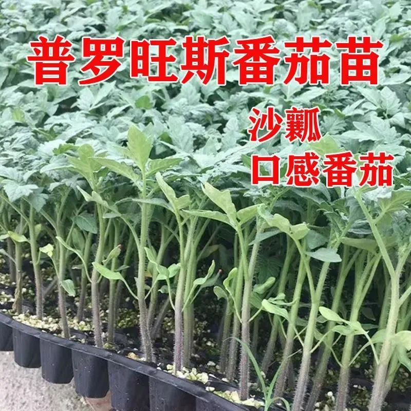 普罗旺斯番茄苗子 大粉西红柿苗 口感番茄苗 沙瓤 水果西红柿秧苗
