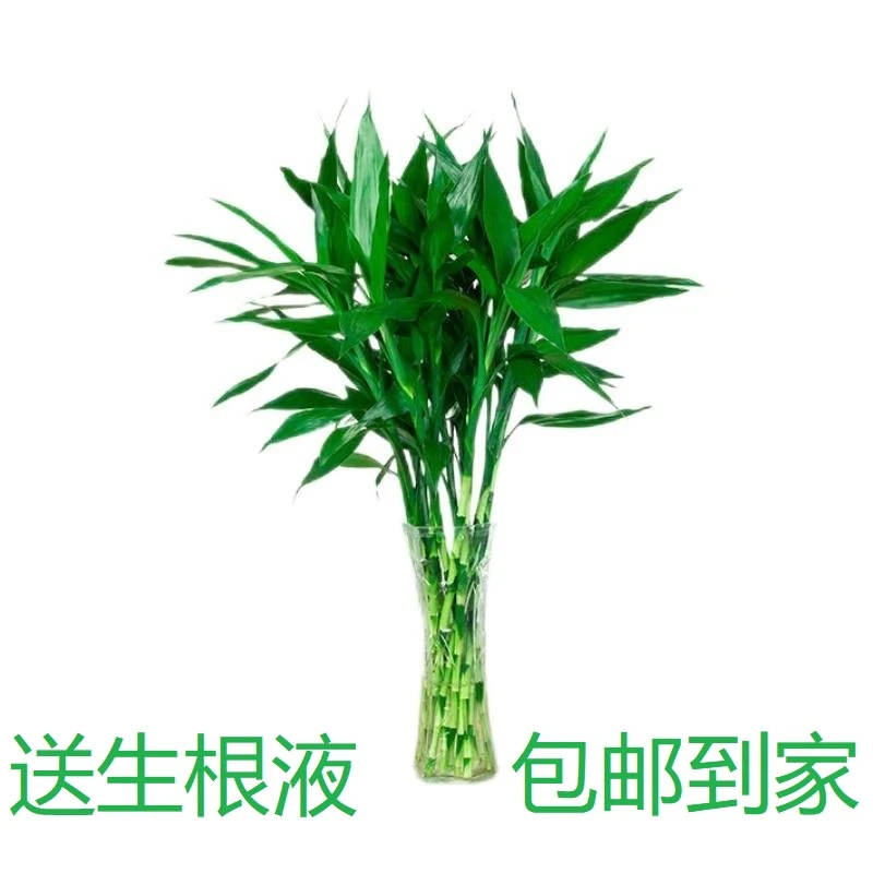 【仅今天10颗包邮】富贵竹公司办公室客厅水培易养观赏植物清新空气
