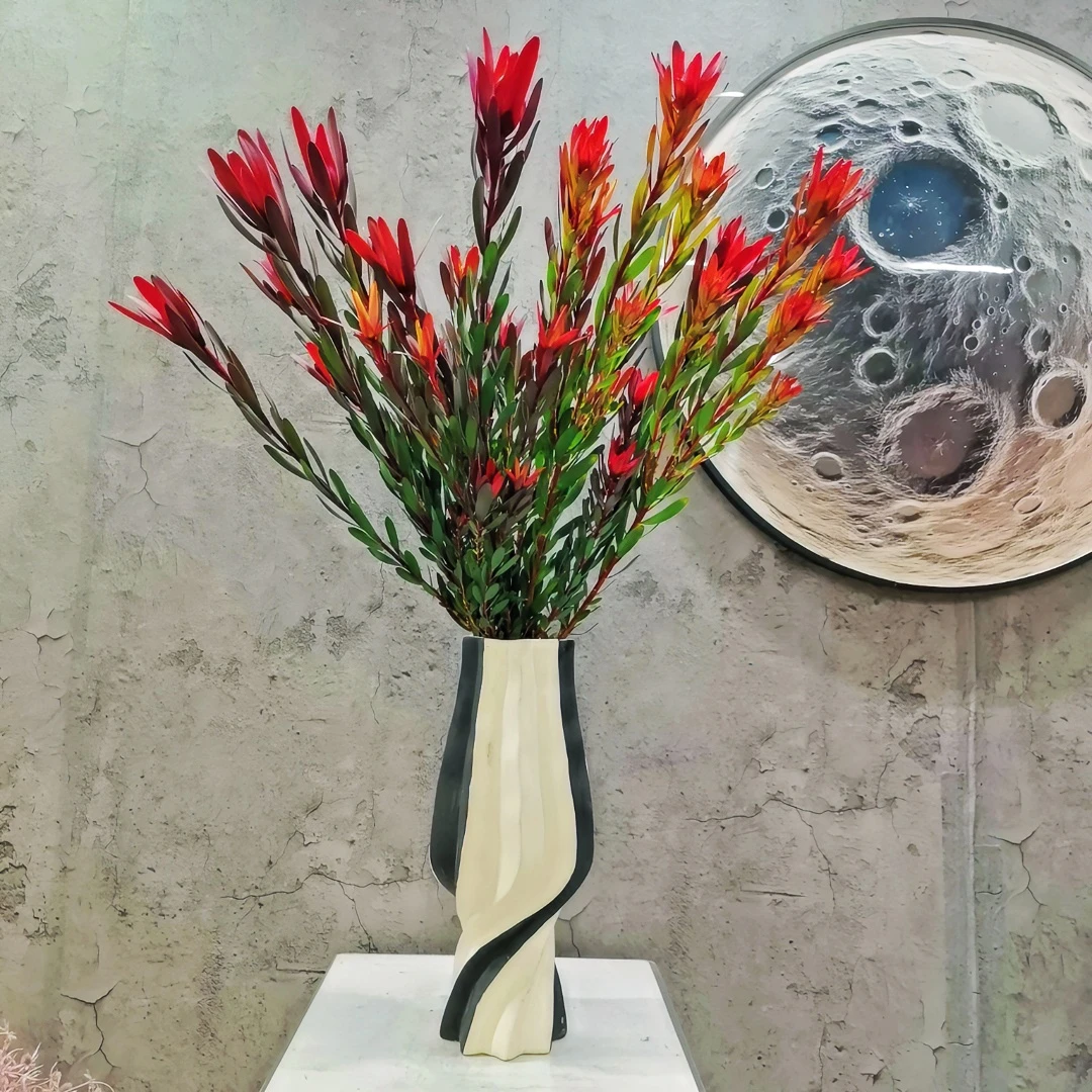 【林涧】A级南非花材木百合鲜切花材 可做干花