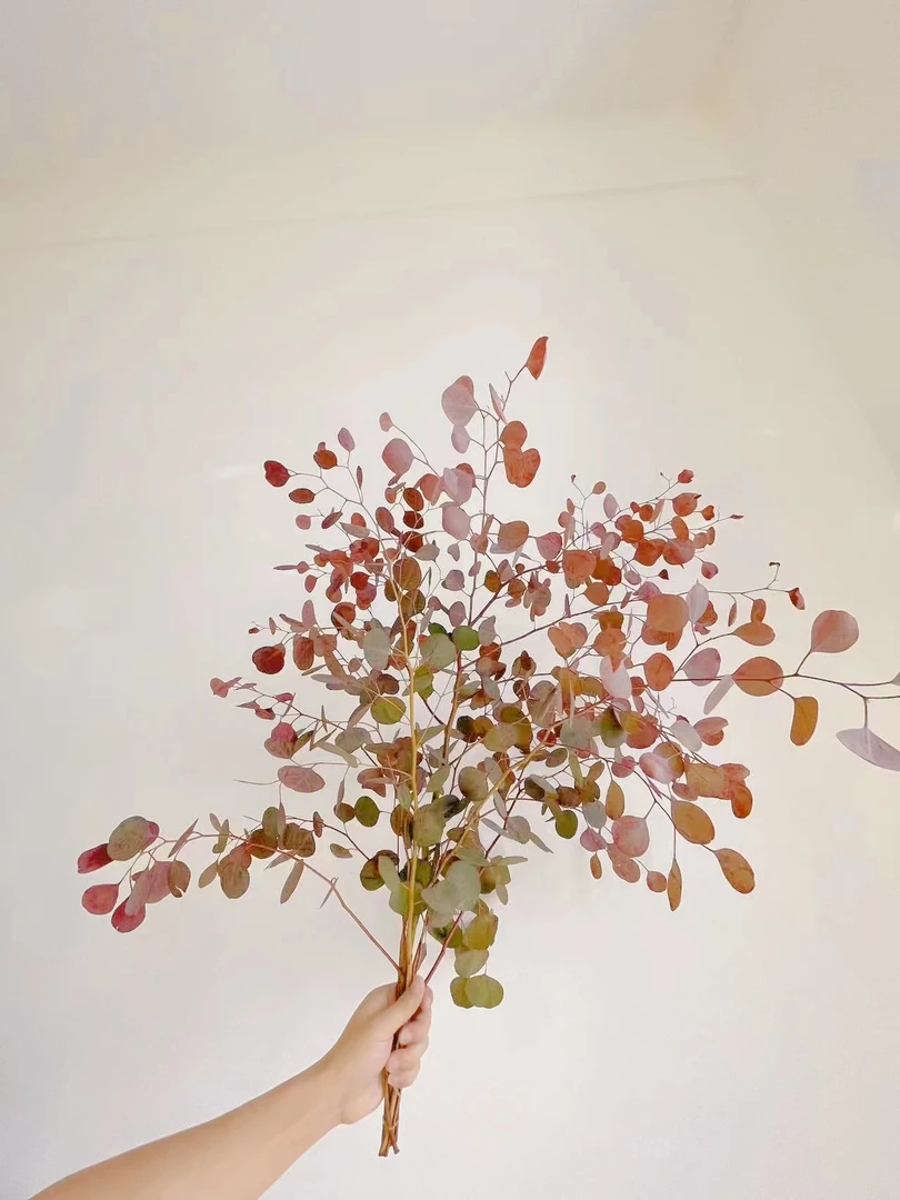 苹果尤加利永生花生活鲜花