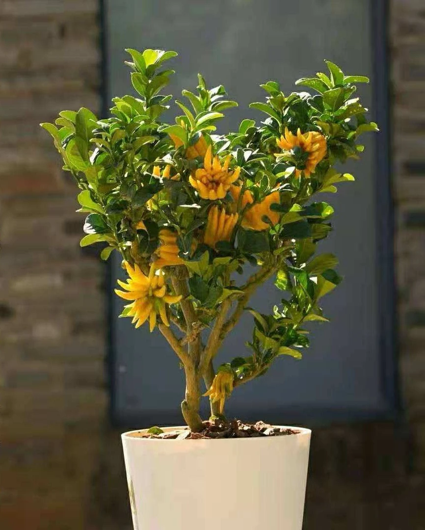 金佛手千指观赏佛手红花佛手精品盆栽树佛手鲜果清香可食用掌中宝